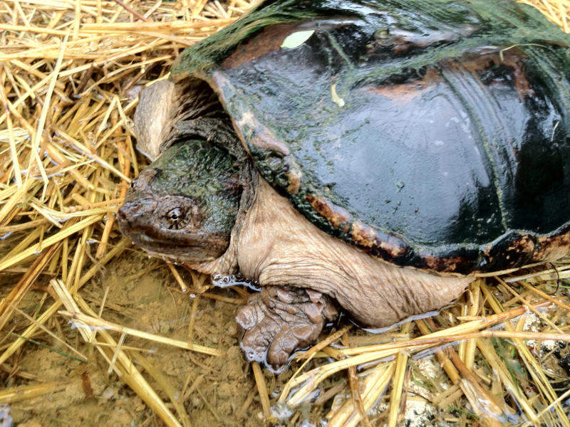 Illustration for article titled Keep Oppo Snapping Turtle!